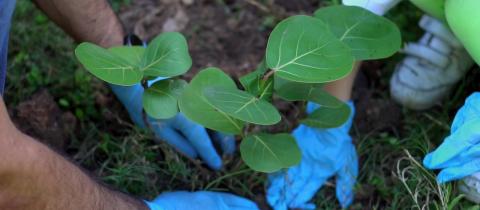 Planting Trees in Haina